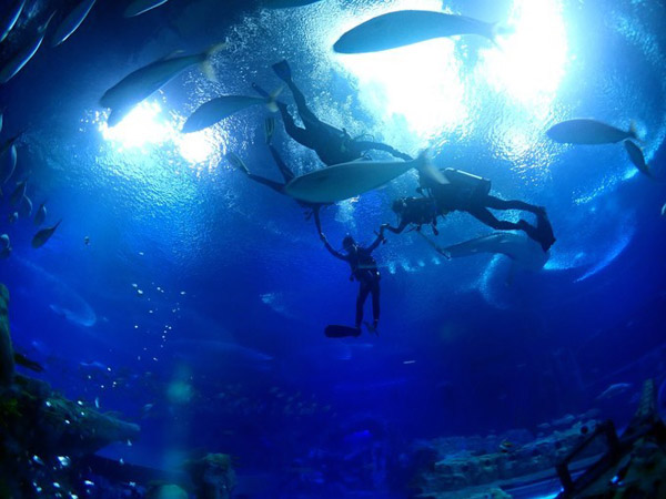 潛在水里，學(xué)做一條靜靜的魚(yú)