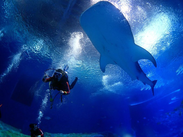 潛在水里，學(xué)做一條靜靜的魚(yú)