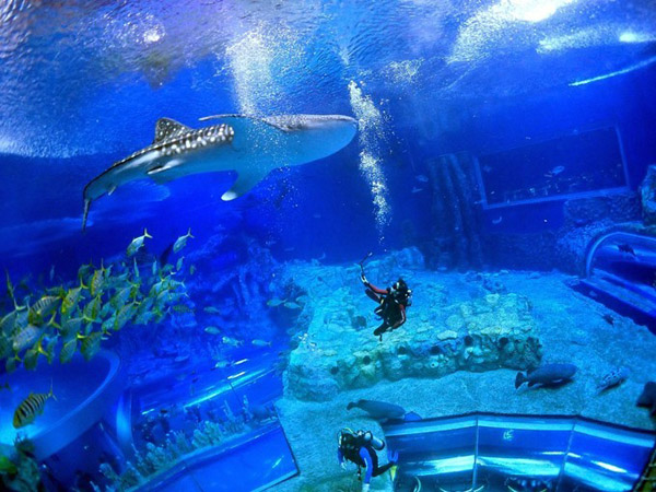 潛在水里，學(xué)做一條靜靜的魚(yú)