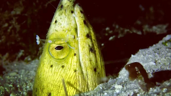 潛水拍照新姿勢，放下你的剪刀手，我們來這樣拍