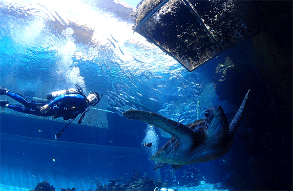 潛水常見問題，原來潛水沒你想的那么難