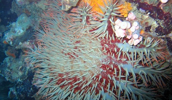 水下被海洋生物傷害到了該怎么辦？